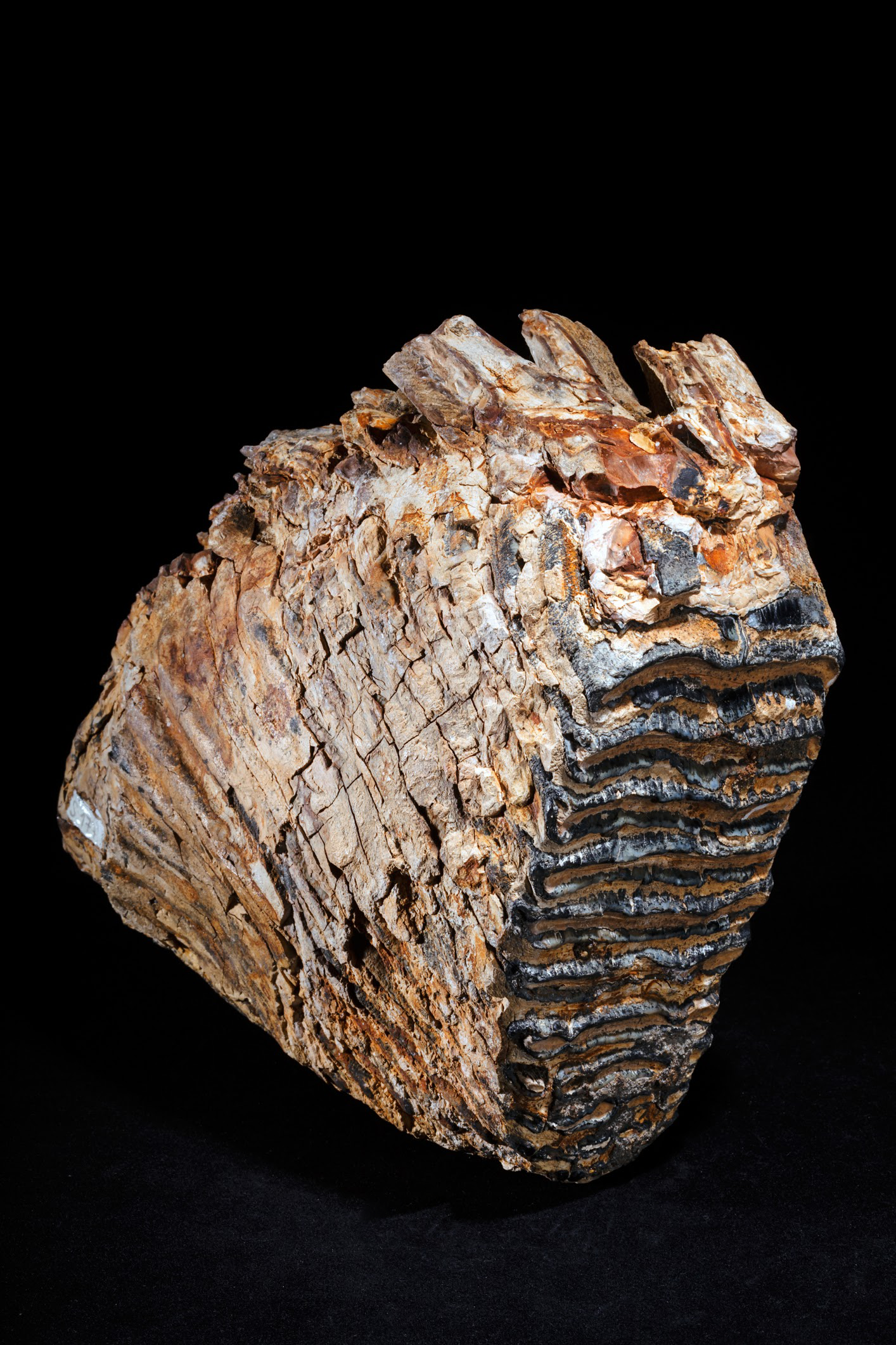 MAMMOTH TOOTH: DOG TAG